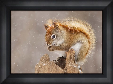 Framed Squirrel in a Snow Storm Print