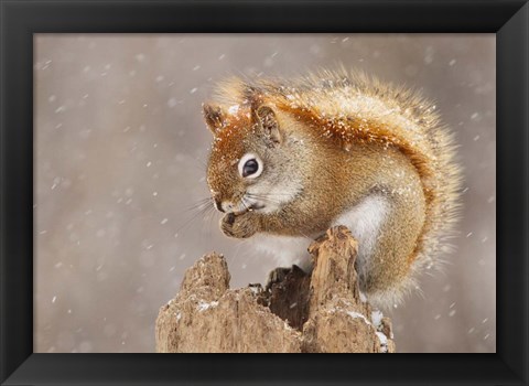 Framed Squirrel in a Snow Storm Print