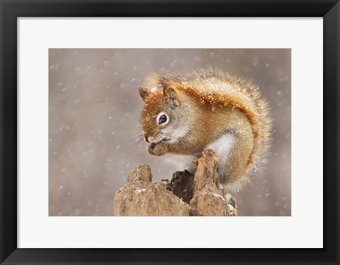 Framed Squirrel in a Snow Storm Print