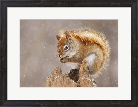 Framed Squirrel in a Snow Storm Print