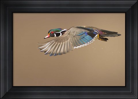 Framed Wood Duck Print