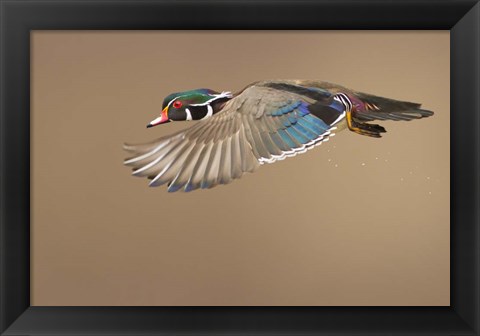 Framed Wood Duck Print