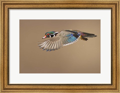Framed Wood Duck Print