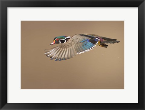 Framed Wood Duck Print