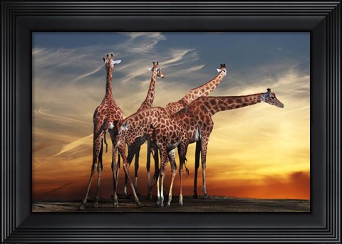 Framed Giraffes Print