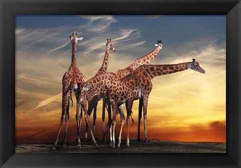 Framed Giraffes Print