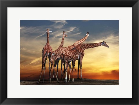 Framed Giraffes Print