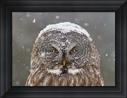Framed Great Grey Owl Winter Portrait Print