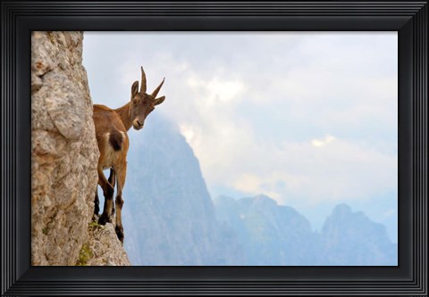 Framed Suspense Print