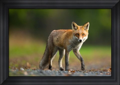 Framed Red Fox Print