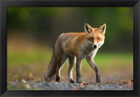 Framed Red Fox Print