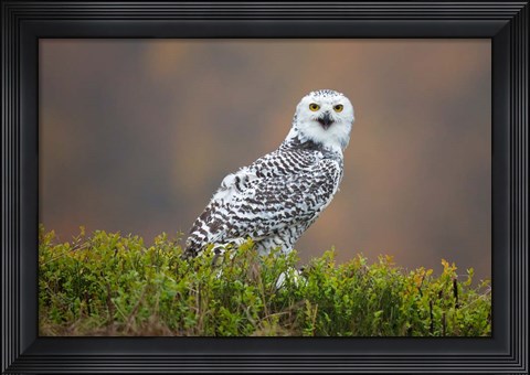 Framed Snowy Owl Print