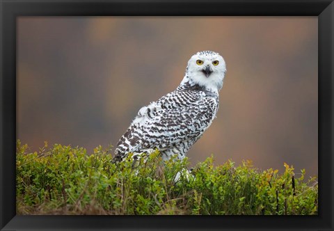 Framed Snowy Owl Print