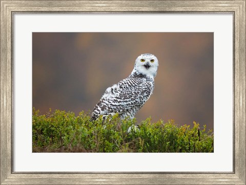 Framed Snowy Owl Print
