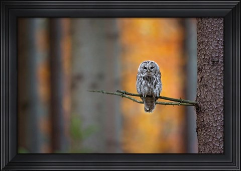 Framed Tawny Owl Print