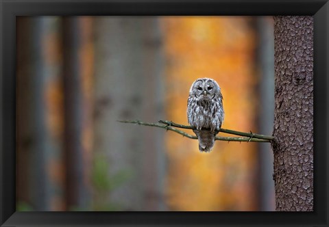 Framed Tawny Owl Print