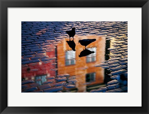 Framed Pigeons Print