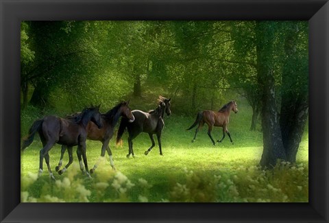 Framed Running Horses Print