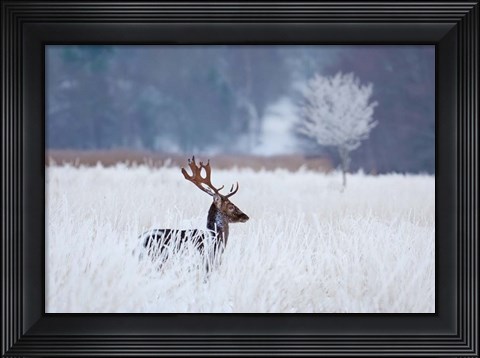 Framed Fallow Deer In The Frozen Winter Landscape Print