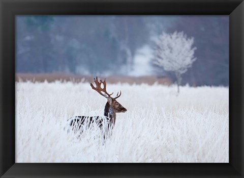 Framed Fallow Deer In The Frozen Winter Landscape Print