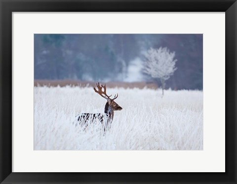 Framed Fallow Deer In The Frozen Winter Landscape Print