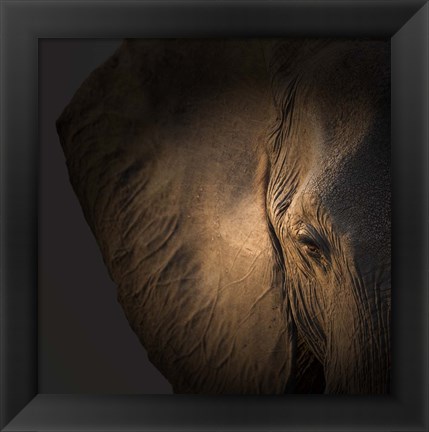 Framed Gentle Giant Print