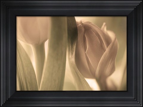 Framed Tulips Print