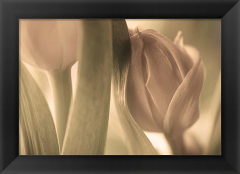 Framed Tulips Print