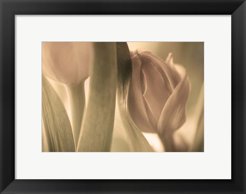 Framed Tulips Print