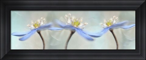 Framed Dancing Anemones Print