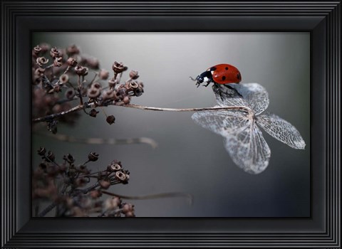 Framed Ladybird On Hydrangea Print