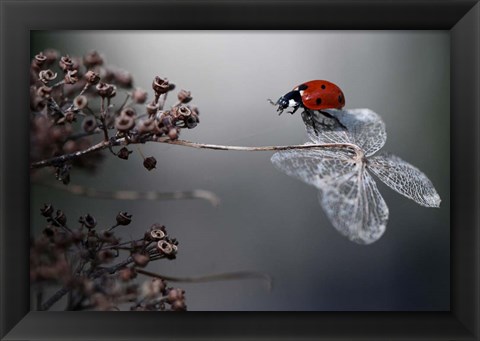 Framed Ladybird On Hydrangea Print