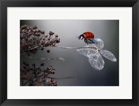 Framed Ladybird On Hydrangea Print