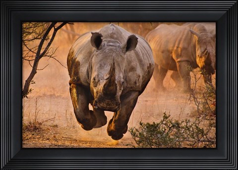 Framed Rhino Learning To Fly Print