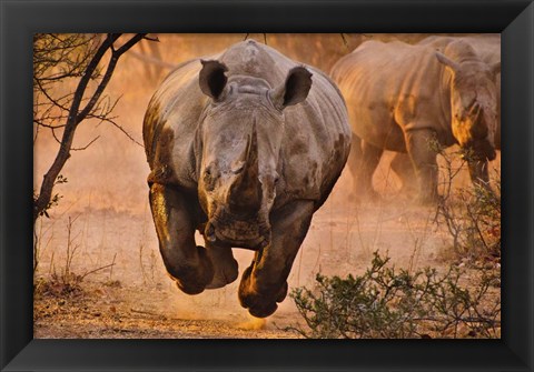 Framed Rhino Learning To Fly Print