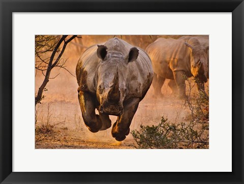 Framed Rhino Learning To Fly Print