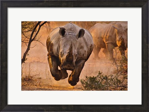 Framed Rhino Learning To Fly Print