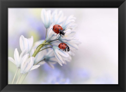 Framed Ladybirds Print