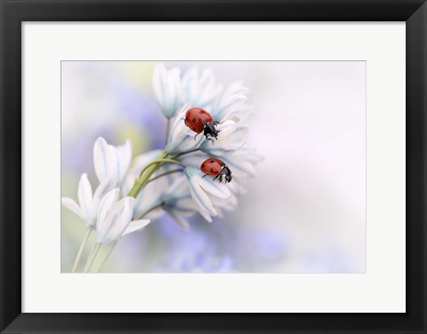 Framed Ladybirds Print