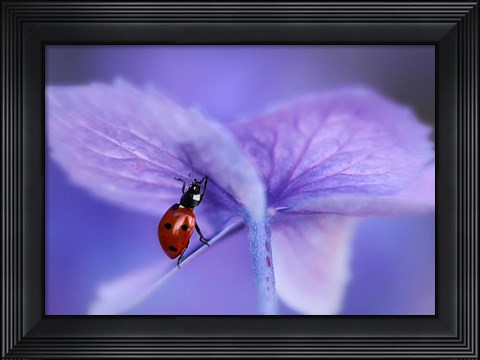 Framed Ladybird On Purple Hydrangea Print