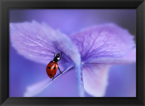 Framed Ladybird On Purple Hydrangea Print