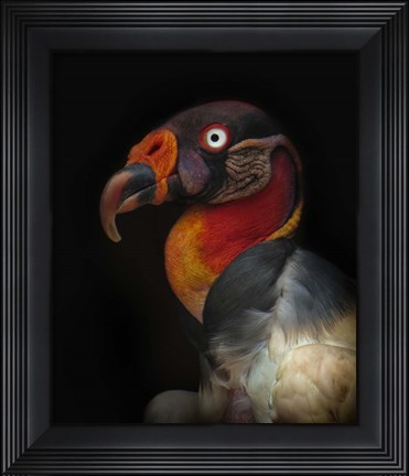 Framed King Vulture-Sarcoramphus Papa Print