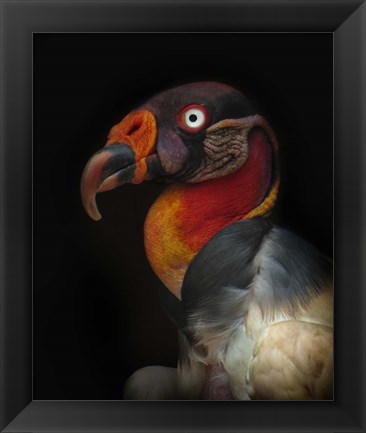 Framed King Vulture-Sarcoramphus Papa Print
