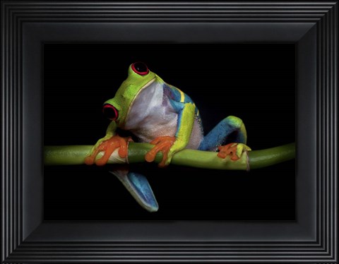 Framed Curiosity Print