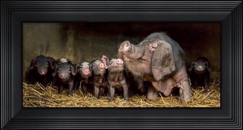 Framed Wrinkled Ones Print