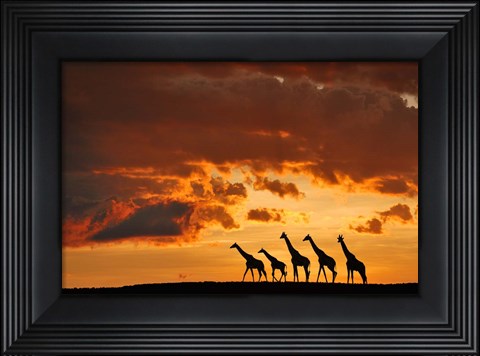 Framed Five Giraffes Print