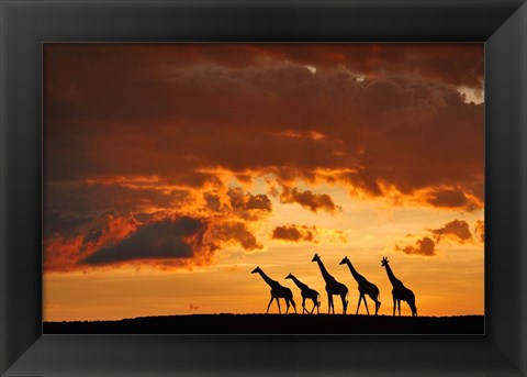 Framed Five Giraffes Print