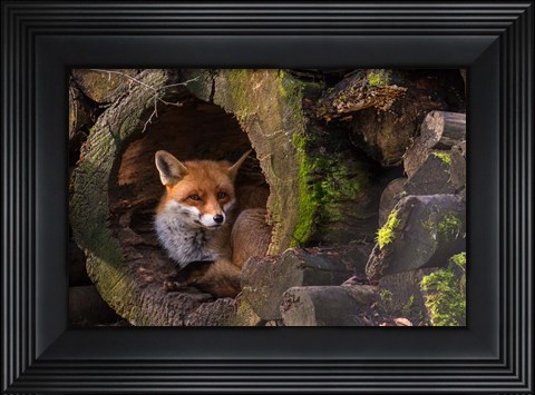 Framed Fox Print