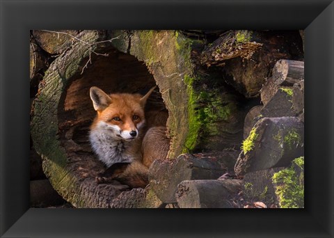 Framed Fox Print