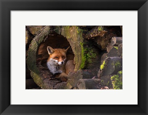 Framed Fox Print